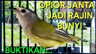 Download lagu OPIOR JAWA BETINA DAN JANTAN BERSAHUTAN SUARANYA BIKIN OPIOR LAIN IKUT BUNYI mp3