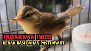 Download lagu Pancingan kerak basi alis hitam, putarkan ini!!! Burung bahan pasti nyaut bunyi  mp3