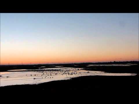 WWT Welney: Swans flying out at dawn