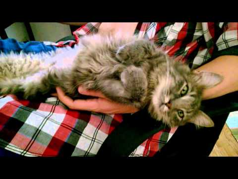 My chatty little kitten