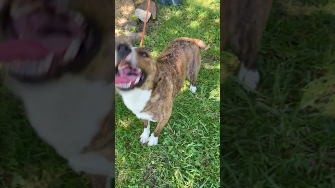 Enlarge Flower, a ADOPTABLE mixed breed in Heber Springs, AR video 2/3