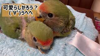 時雨スバルです| ᐕ)⁾⁾