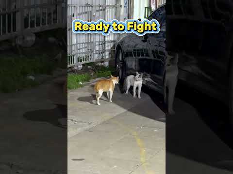 Cat Fight! 😂 #cat #funny #catfight
