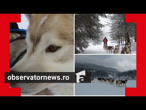 Plimbări cu sănii trase de 20 de câini, ca la Polul Nord, în stațiunea Harghita-Băi