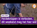 Een bosje heide voor thuis.