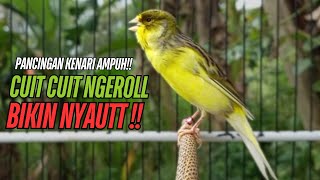 Download lagu SUARA Kenari GACOR PANJANG Pancingan & masteran Kenari Paud AGAR gacor AMPUH Kenari MACET bunyii mp3