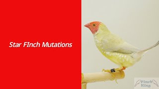 Star Finch Mutations - Finch King