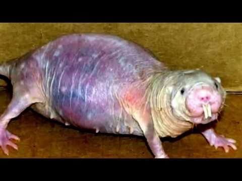 Naked Mole Rats: 15 facts about Naked Mole Rats