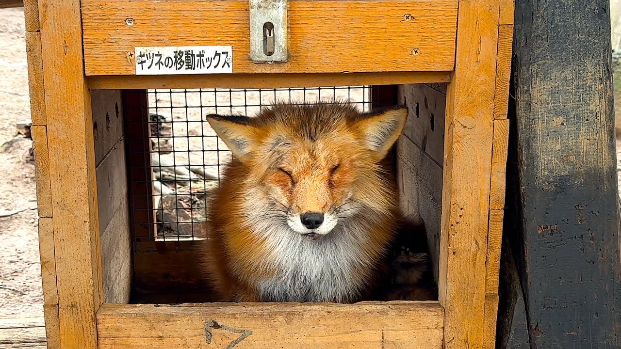 🦊【100匹以上放し飼い！】日本唯一のキツネの動物園は、日本一危険な動物園？🦊　 | 宮城蔵王キツネ村 |