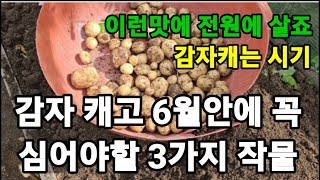 감자캐고 6월달에 꼭 심어야할 작물 3가지! #감자캐는시기 #감자재배 #감자키우기 #감자캐고심는작물 #열무심…