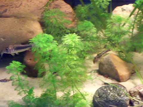 Super Rare Corydoras  コリドラス GEOFFREY-Cory fish Aquarium Tank