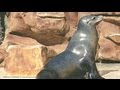 SeaWorld S Sea Lion Show In HD