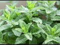 Spearmint (Mint) 101-Foods That Go With Spearmint