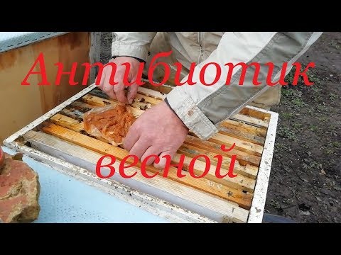 Антибиотик весной