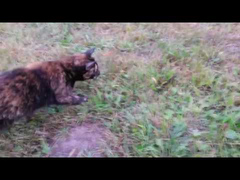 Kočka Borůvka na lovu.