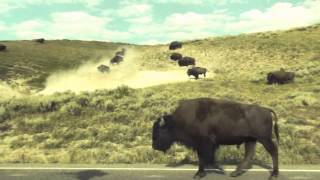 MODEST MOUSE - Heart Cooks Brain (Fan Made Music Video)