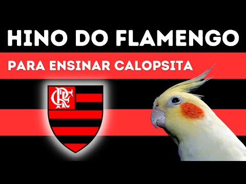 HINO DO FLAMENGO Para Ensinar CALOPSITA Cantar