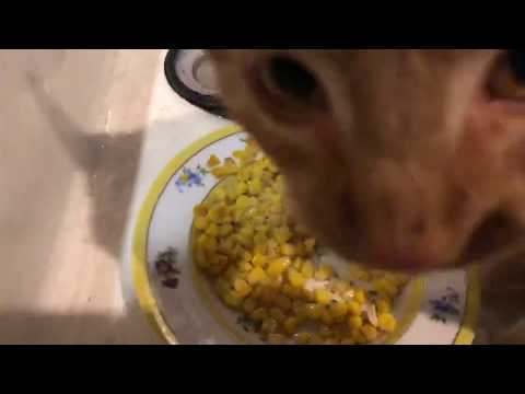 Do cats like corn?