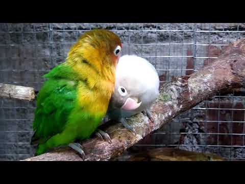 Smallest parrot species