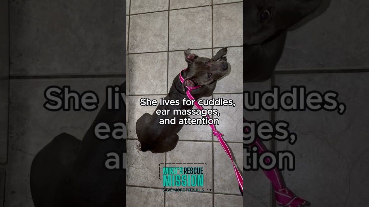 Enlarge Camille, a ADOPTABLE mixed breed in Rancho Palos Verdes, CA video 3/3