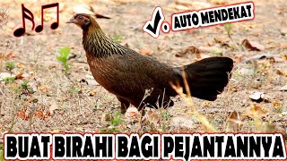 Download lagu Suara / Bunyi Pikat Ayam Hutan Betina Paling Berkesan Untuk Pejantannya mp3