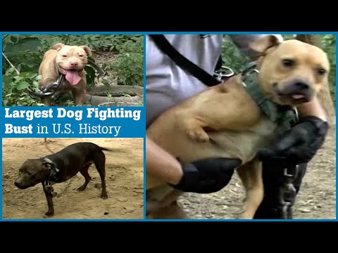 The Largest Dog Fighting Bust in US History
