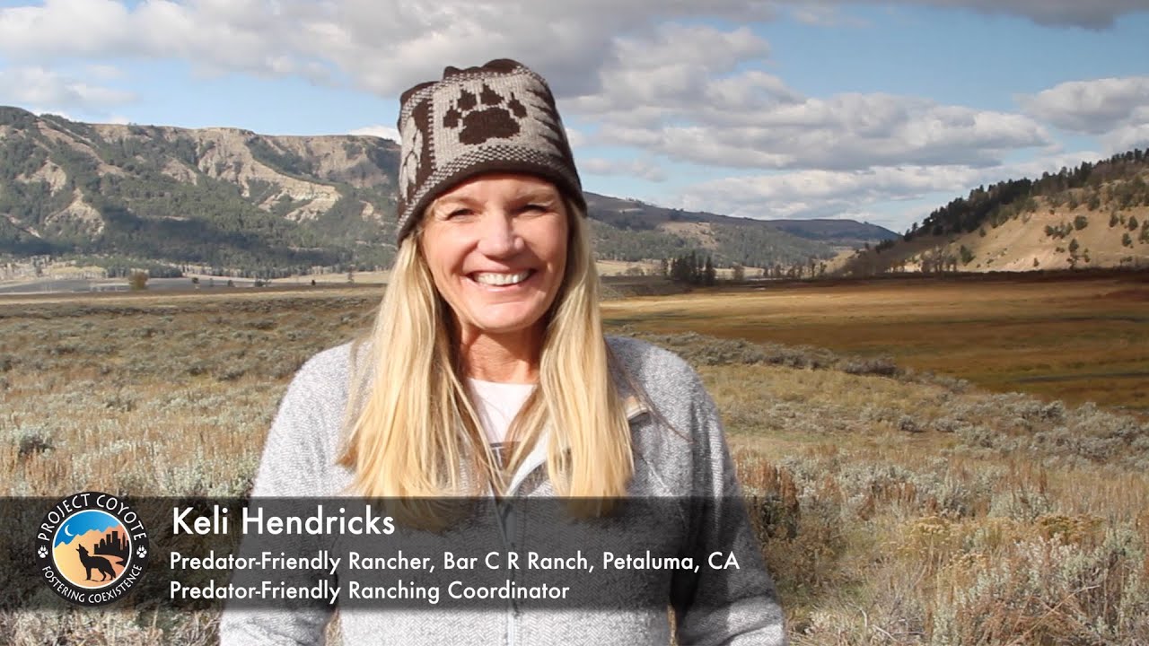 A Predator Friendly Ranching Perspective On Peaceful Livestock and Wildlife Coexistence