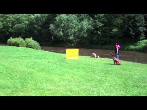 Dog Obedience Demonstration-Boršov nad Vltavou-South Bohemia