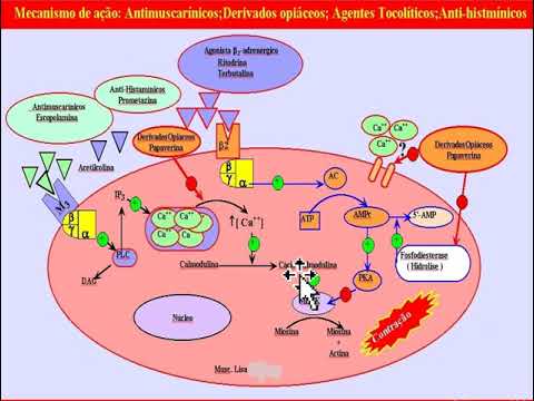 Fármacos Parassimpaticolíticos Bloqueadores Colinérgicos
