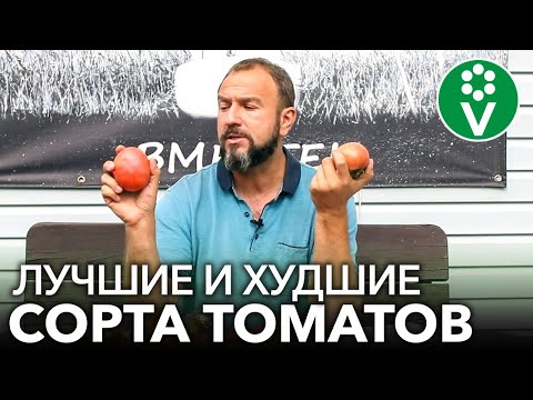 ХУДШИЙ СОРТ ТОМАТА 2020 г. И еще 8 сортов томатов, которые действительно меня поразили!