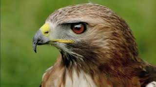 David Hallyday - Ma Dernière Lettre (Clip Officiel)