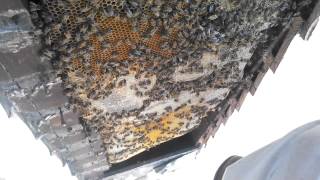 preview picture of video 'Fernandina Beach House of Pets Bee Rescue'
