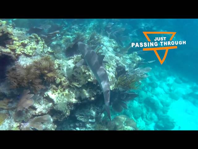 Snorkeling at Looe Key reef in the Florida Keys