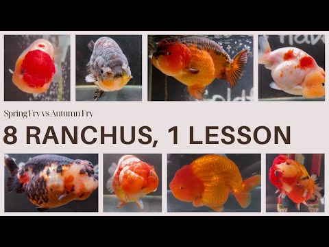 Ranchu