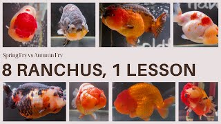 Meet My 8 Ranchus from China – And How to Choose a Good One!