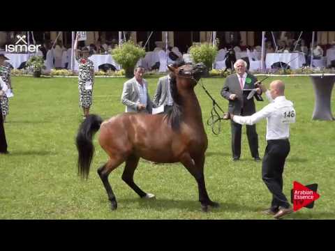 N.146 ADYGA - Ströhen 2017 Int B-Show - 4.6 Years Old Mares (Class I)