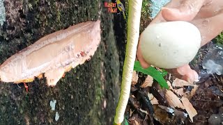 Download lagu 🔴Membuat pulut burung dari getah pohon bendo/terap mp3 Download lagu 🔴Membuat pulut burung dari getah pohon bendo/terap mp3