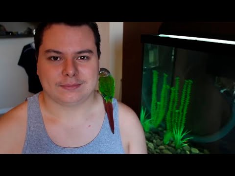 The proper way to feed goldfish