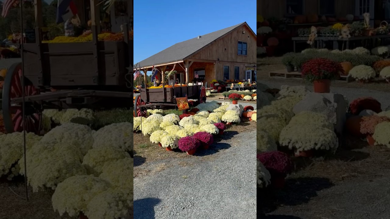 Pumpkin patch and fall decor #fall2024 #shortsfeed2024 #fallvibes #lifestylevlog #travel #vlogger