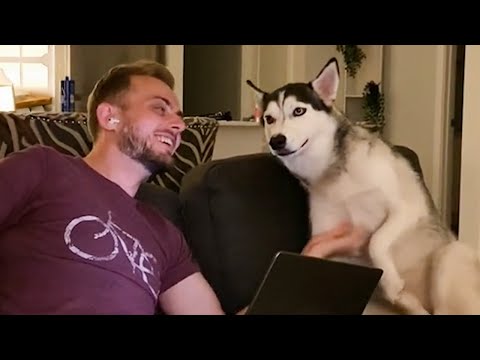 Le chien husky dramatique est le moyen idéal de commencer la journée.