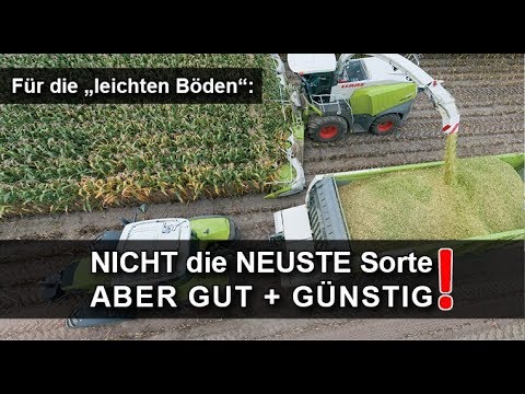 XXL Maisernte 2019 - DIESE Maissorte ist gut + günstig und bringt eine XXL Maisernte 2019!