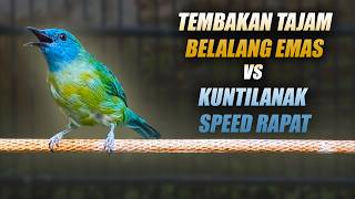Download lagu MASTERAN BELALANG EMAS VS KUNTI PANJANG!! KINOI GACOR FULL ISIAN MATERI TEMBAKAN KASAR RAPAT TAJAM mp3 Download lagu MASTERAN BELALANG EMAS VS KUNTI PANJANG!! KINOI GACOR FULL ISIAN MATERI TEMBAKAN KASAR RAPAT TAJAM mp3