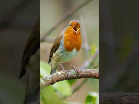 European Robin singing - Beautiful bird song #shorts