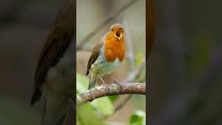 Download lagu Burung Robin Eropa bernyanyi - Lagu burung yang indah #shorts mp3