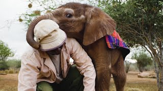 Special Holiday Gift - Adopt a Baby Elephant | Sheldrick Trust