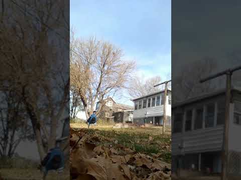 Running on all fours