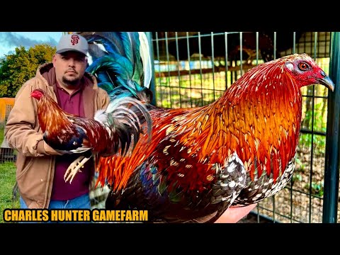 Dom Redquill Butcher Spangled Hatch Black Melsims | CHARLES HUNTER GAMEFARM