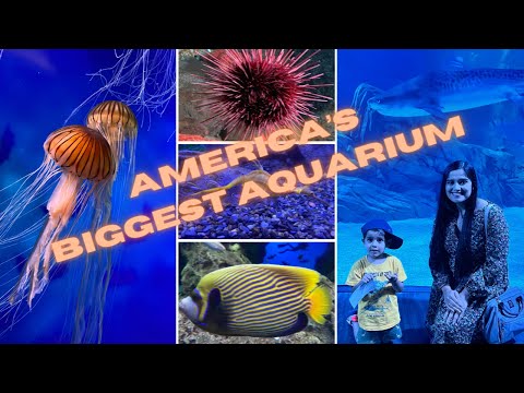 America's Largest Aquarium - Georgia Aquarium | Walkthrough