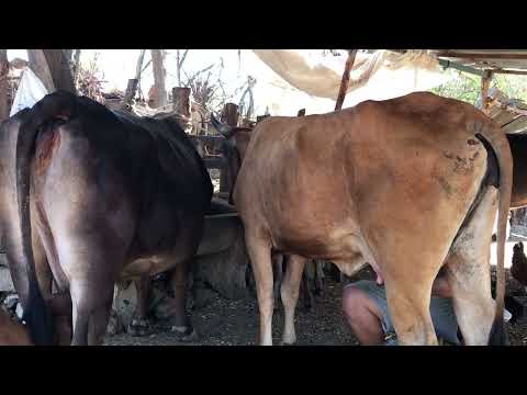 19 de Febrero 2026 están en Jocoro Morazán chulas 