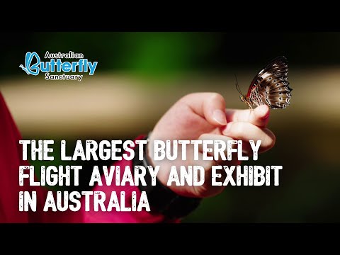 Australian Butterfly Sanctuary